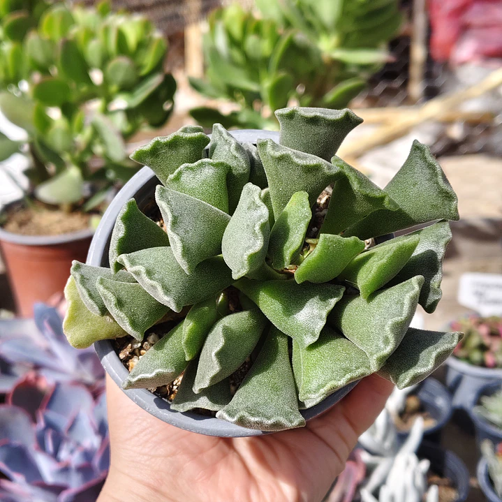 Andromischus Cristatus 6