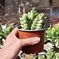 Crassula Moonglow - Miniatura 4