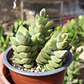Crassula Moonglow - Miniatura 6