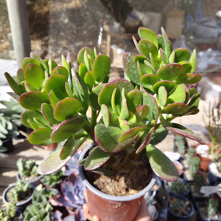 Crassula Ovata (Arbol de Jade) 2
