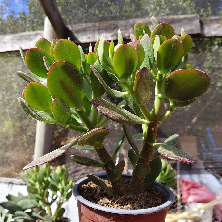 Crassula Ovata (Arbol de Jade) 3