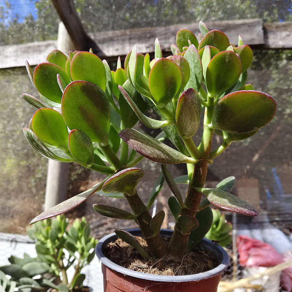 Crassula Ovata (Arbol de Jade) 3