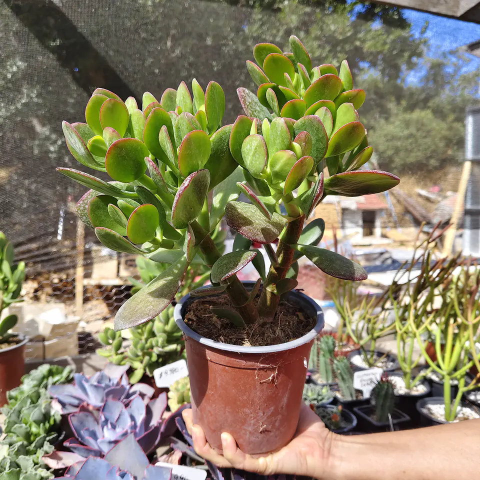 Crassula Ovata (Arbol de Jade) 1