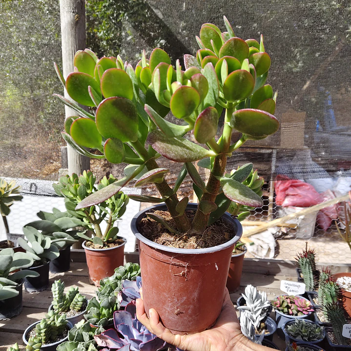 Crassula Ovata (Arbol de Jade) 4