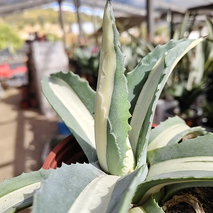 Agave Americana medio picta 2