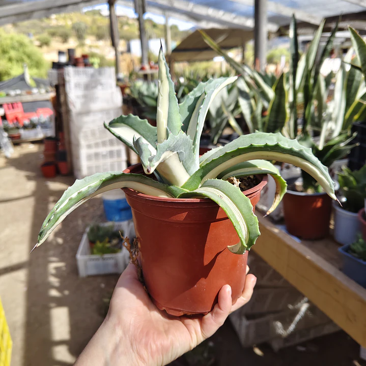 Agave Americana medio picta 3
