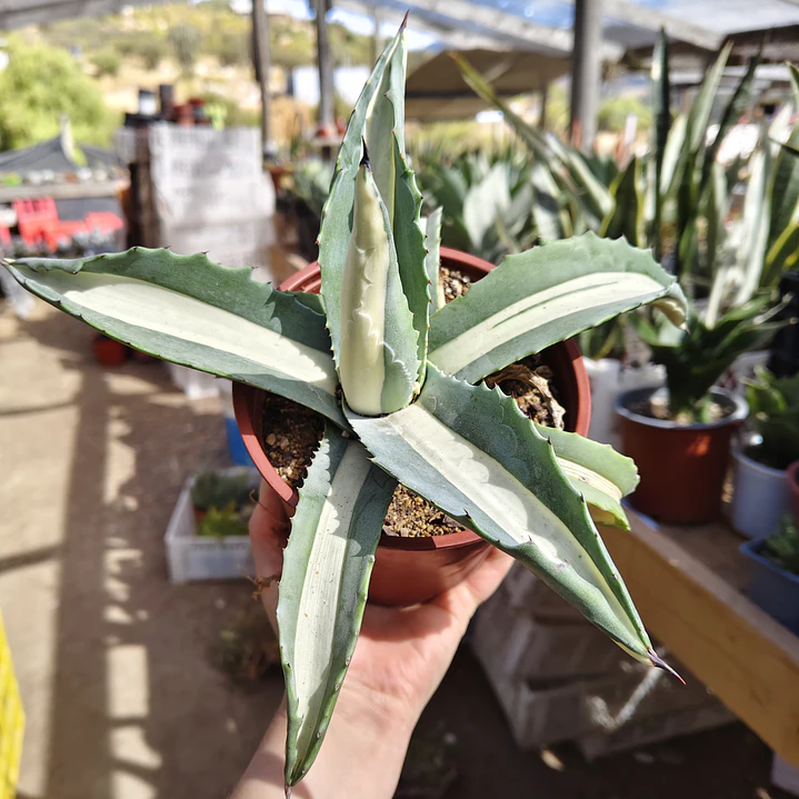 Agave Americana medio picta 1