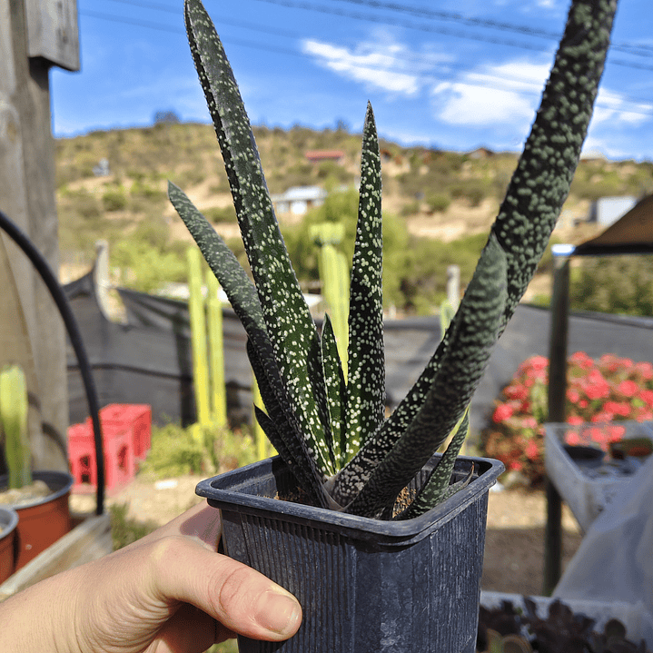 Gasteria carinata var. verrucosa 2