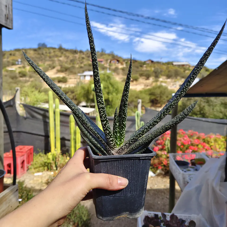 Gasteria carinata var. verrucosa 1