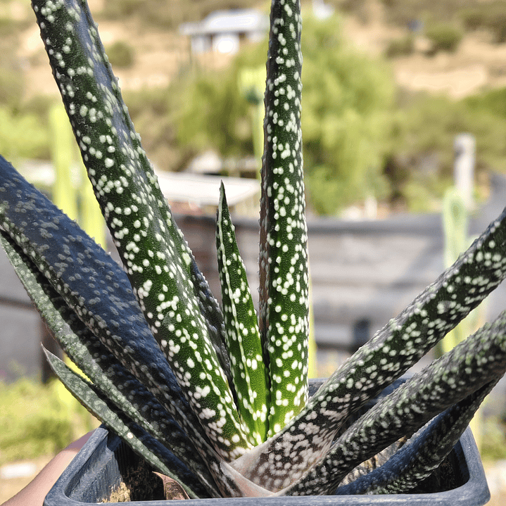 Gasteria carinata var. verrucosa 3
