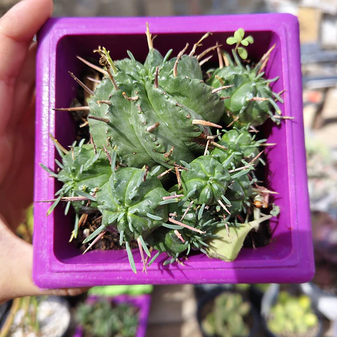 Euphorbia Pulvinata 