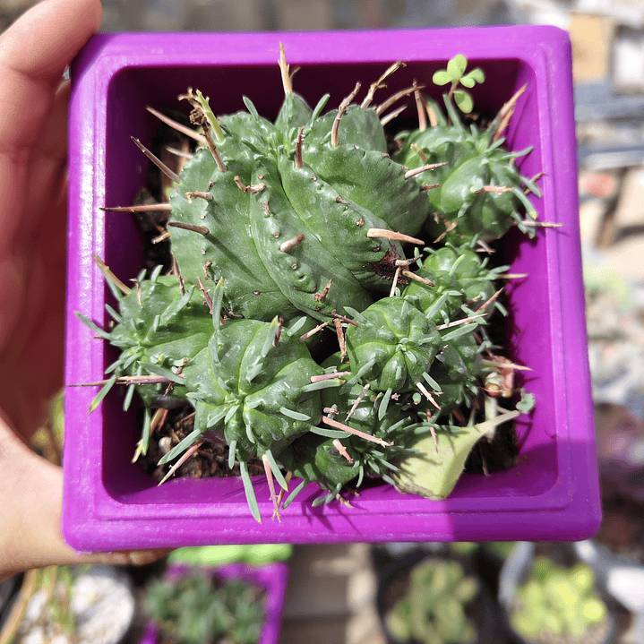 Euphorbia Pulvinata  2