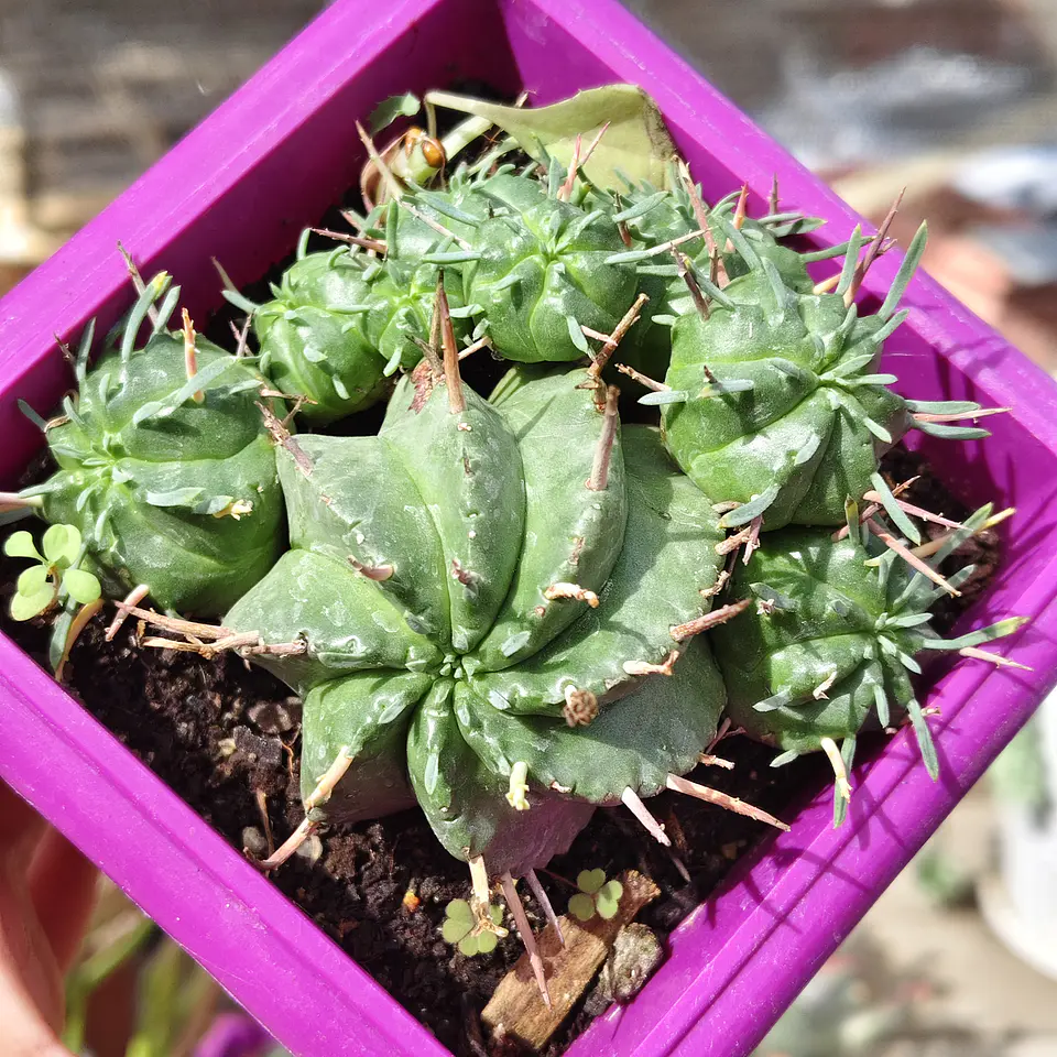 Euphorbia Pulvinata  1