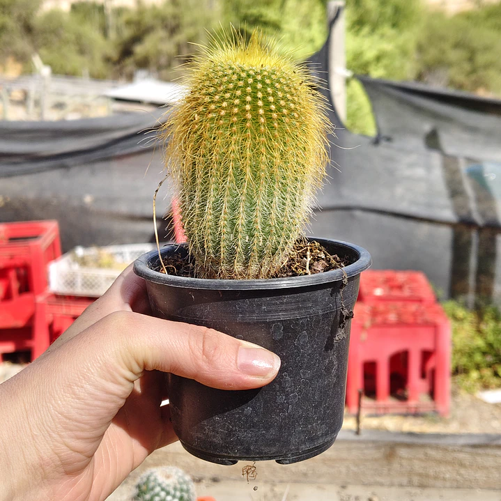 Parodia leninghausii 2
