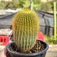 Parodia leninghausii - Miniatura 1
