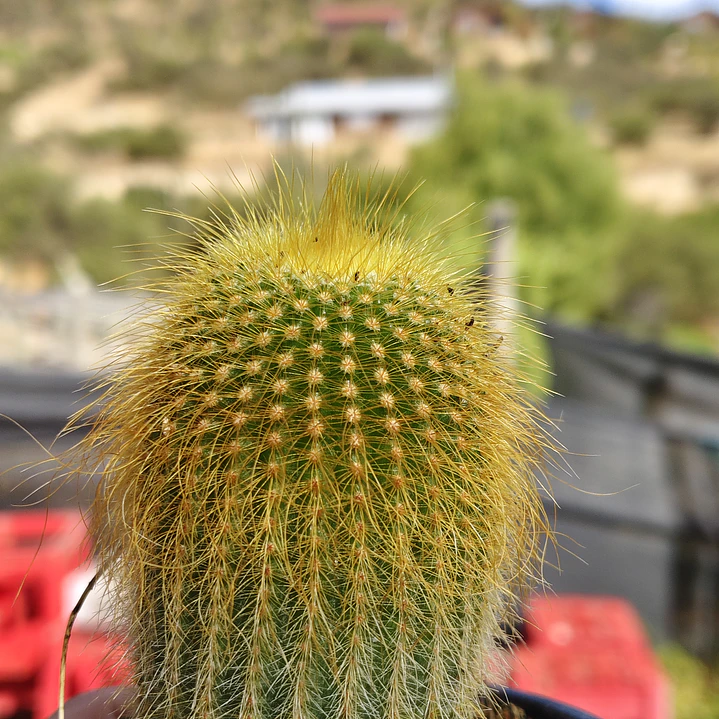 Parodia leninghausii 3