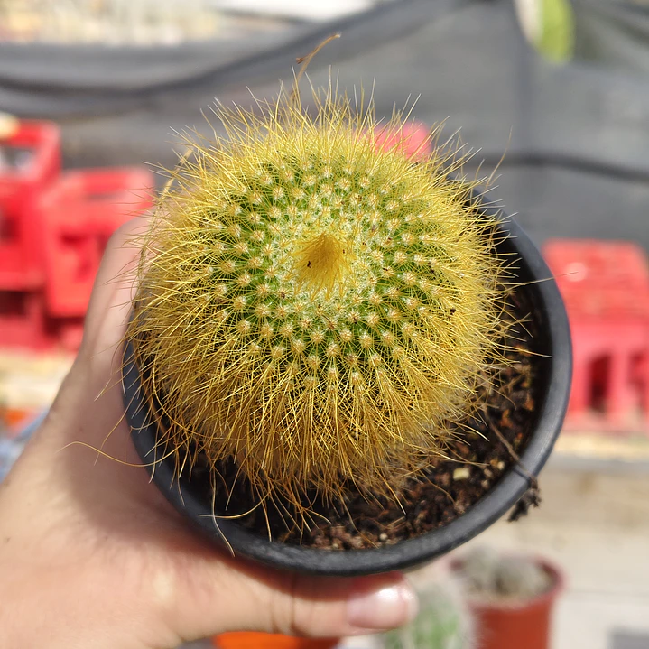 Parodia leninghausii 4
