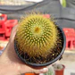 Parodia leninghausii - Miniatura 4