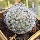 Mammilaria Bocanasa - Miniatura 1