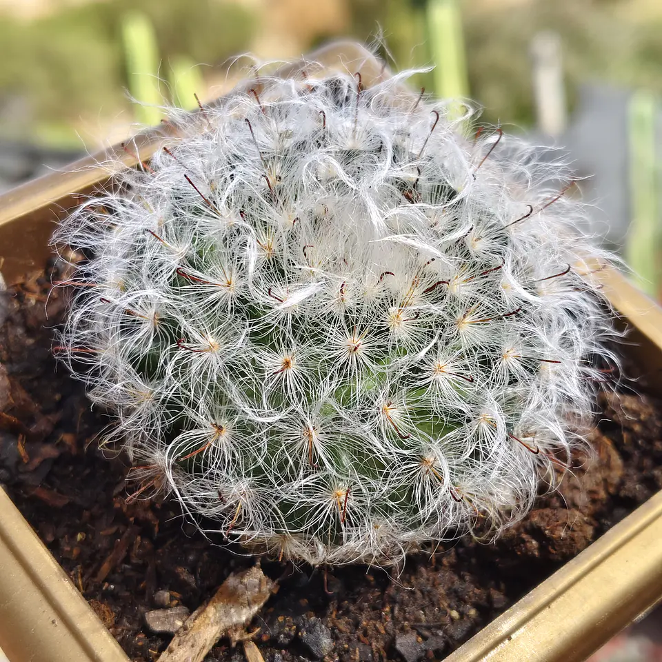 Mammilaria Bocanasa 1