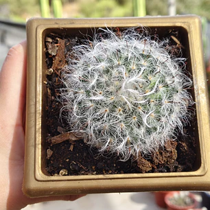 Mammilaria Bocanasa