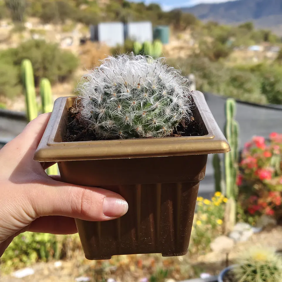 Mammilaria Bocanasa 3