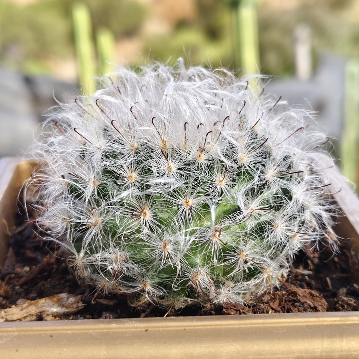 Mammilaria Bocanasa 4