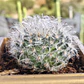 Mammilaria Bocanasa - Miniatura 4