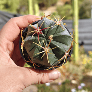 Ferocactus macrodiscus