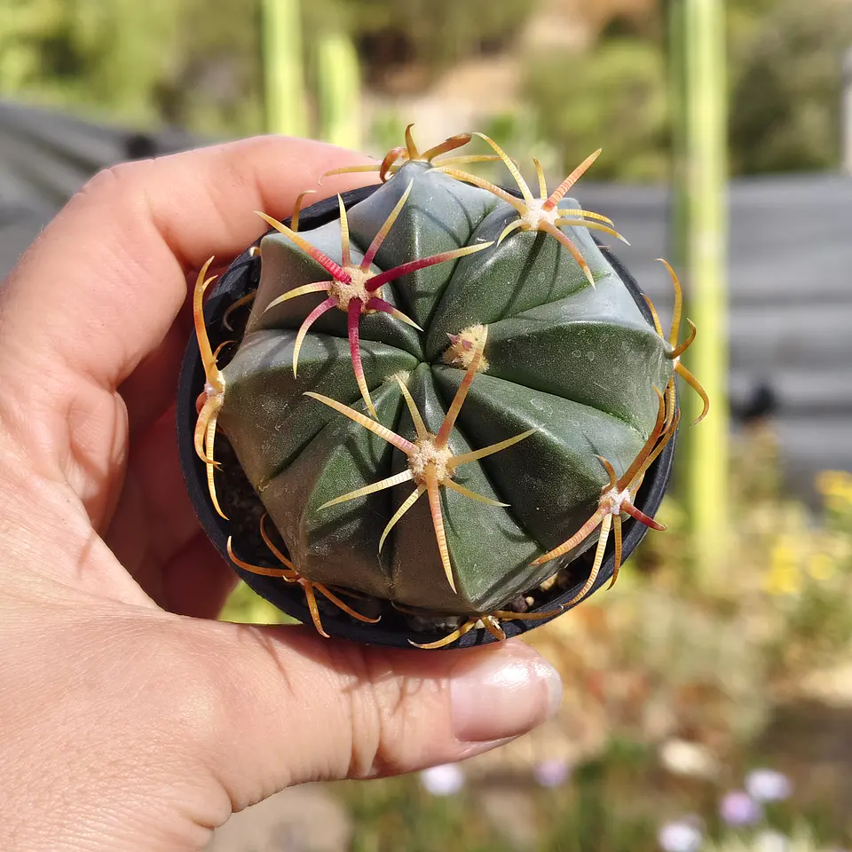 Ferocactus macrodiscus 1