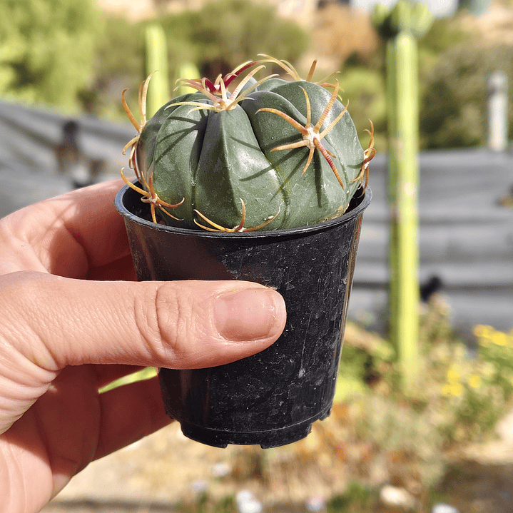 Ferocactus macrodiscus 2