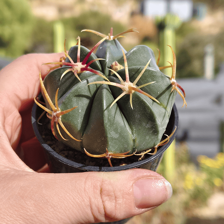 Ferocactus macrodiscus 3