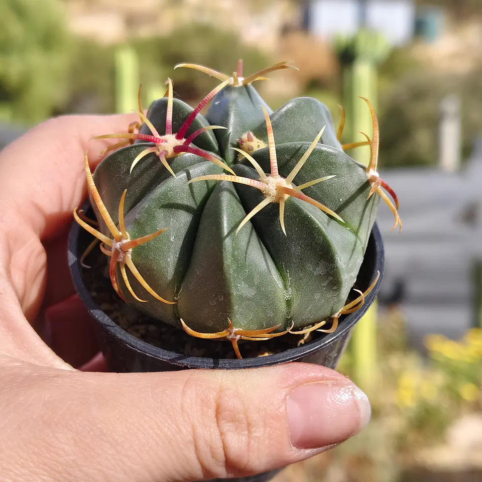 Ferocactus macrodiscus 3