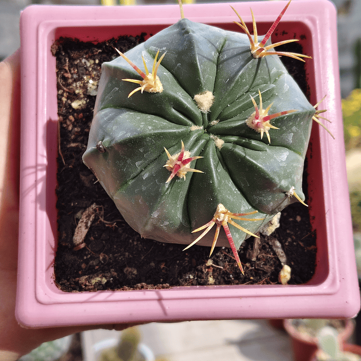 Ferocactus macrodiscus 4