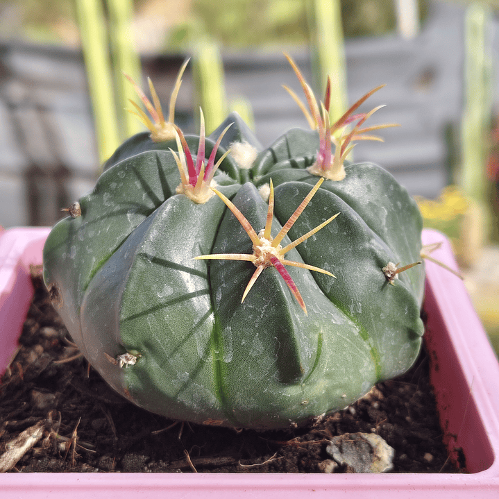 Ferocactus macrodiscus 5