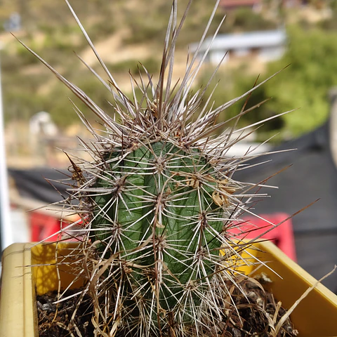 Copiapoa Rupestris