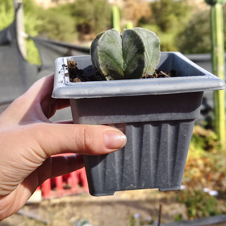 Astrophytum Myriostigma 2
