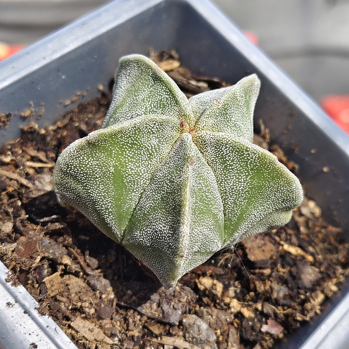 Astrophytum Myriostigma 3