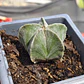 Astrophytum Myriostigma - Miniatura 4