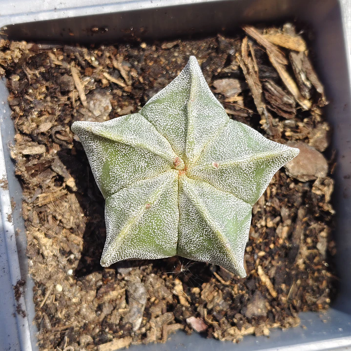 Astrophytum Myriostigma 5