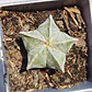 Astrophytum Myriostigma - Miniatura 5