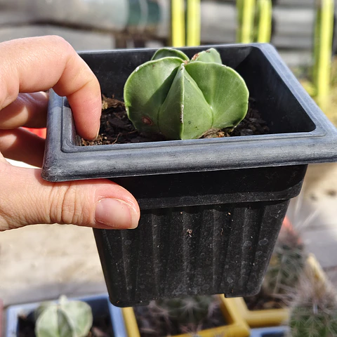 Astrophytum Myriostigma Nudum