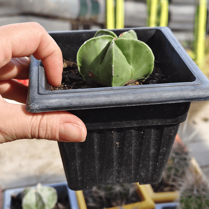Astrophytum Myriostigma Nudum 2