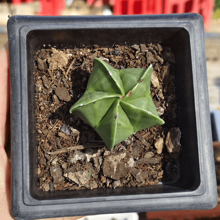 Astrophytum Myriostigma Nudum 3