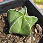 Astrophytum Myriostigma Nudum - Miniatura 4