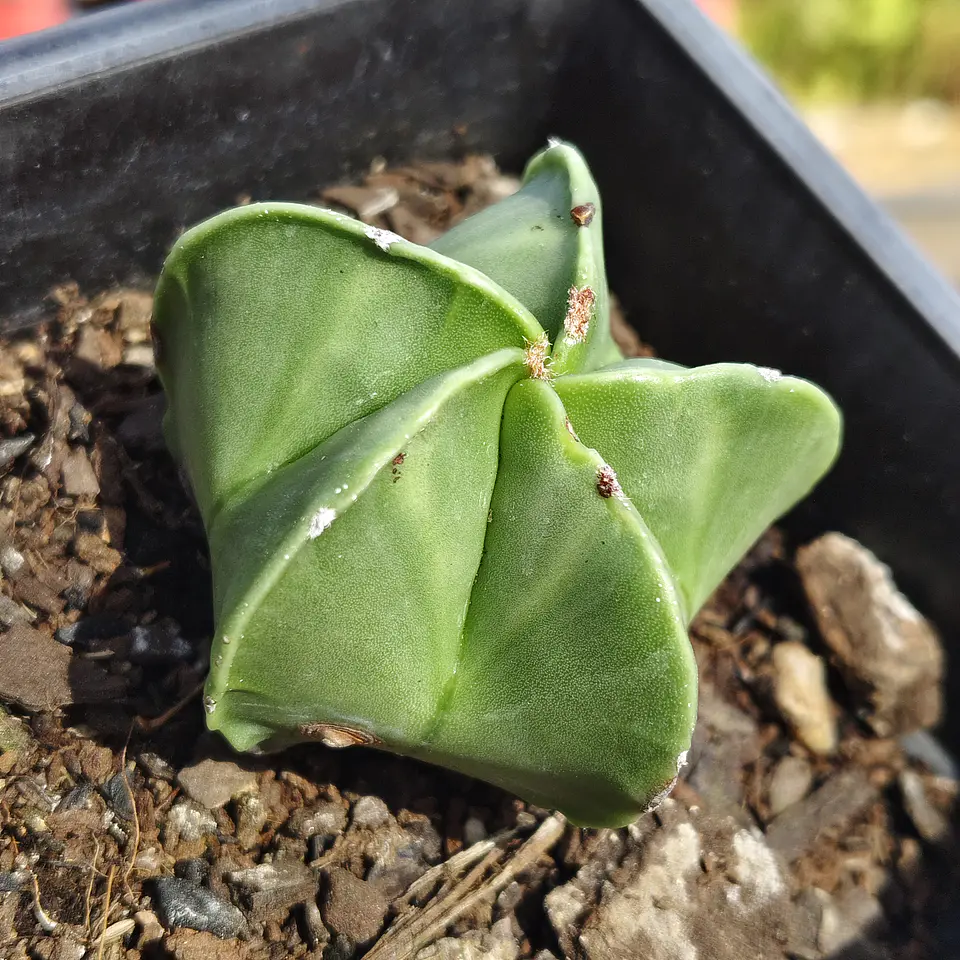 Astrophytum Myriostigma Nudum 4