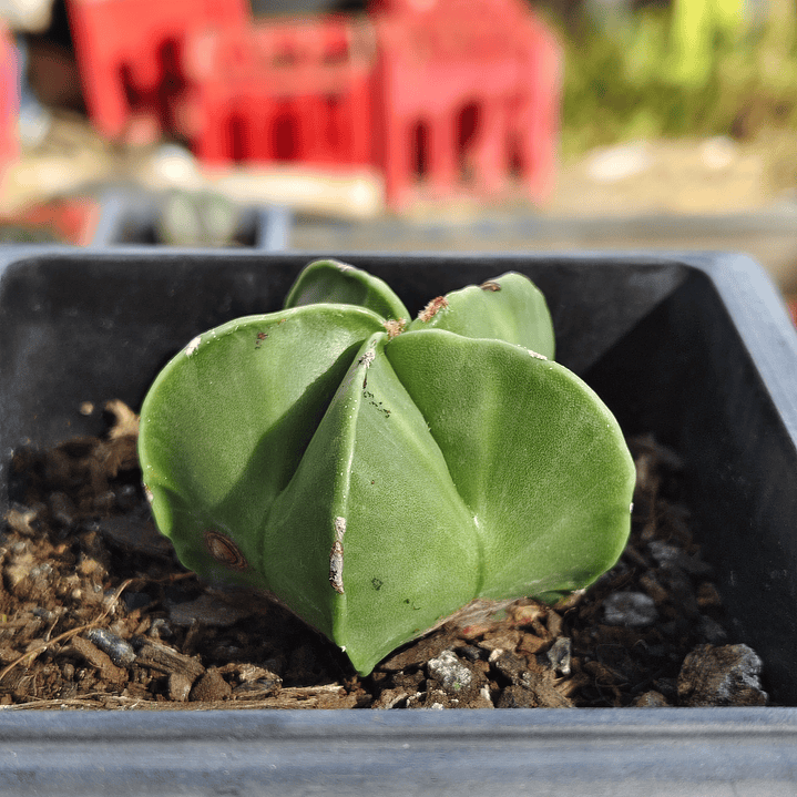 Astrophytum Myriostigma Nudum 1