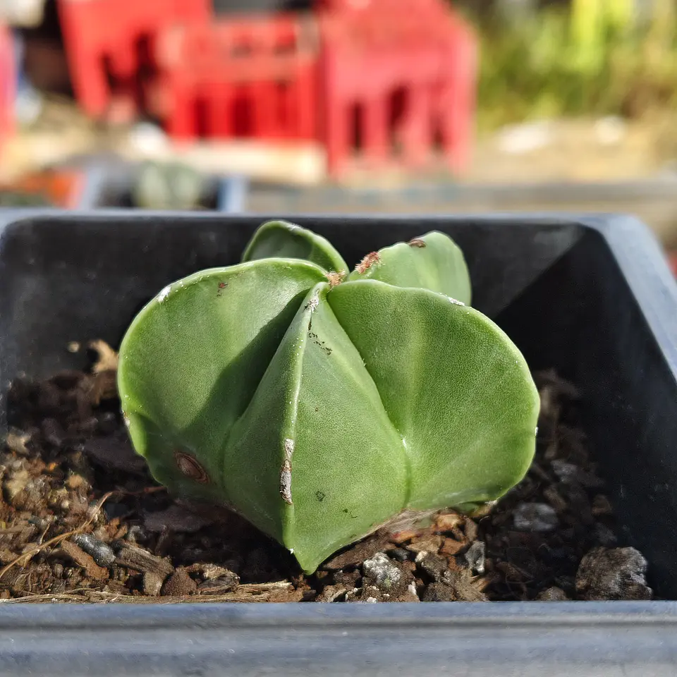 Astrophytum Myriostigma Nudum 1