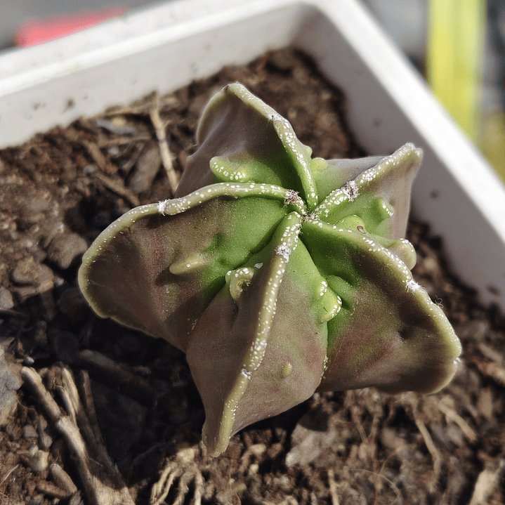 Astrophytum  Nudum var. Fukuryu  2