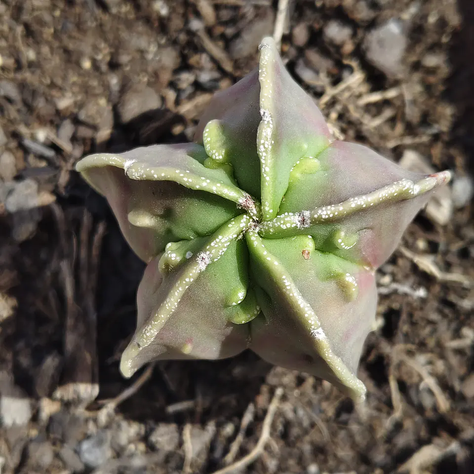 Astrophytum  Nudum var. Fukuryu  1